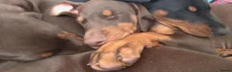 Dobermann dogs for sale: Dobermann puppies - Advert 8