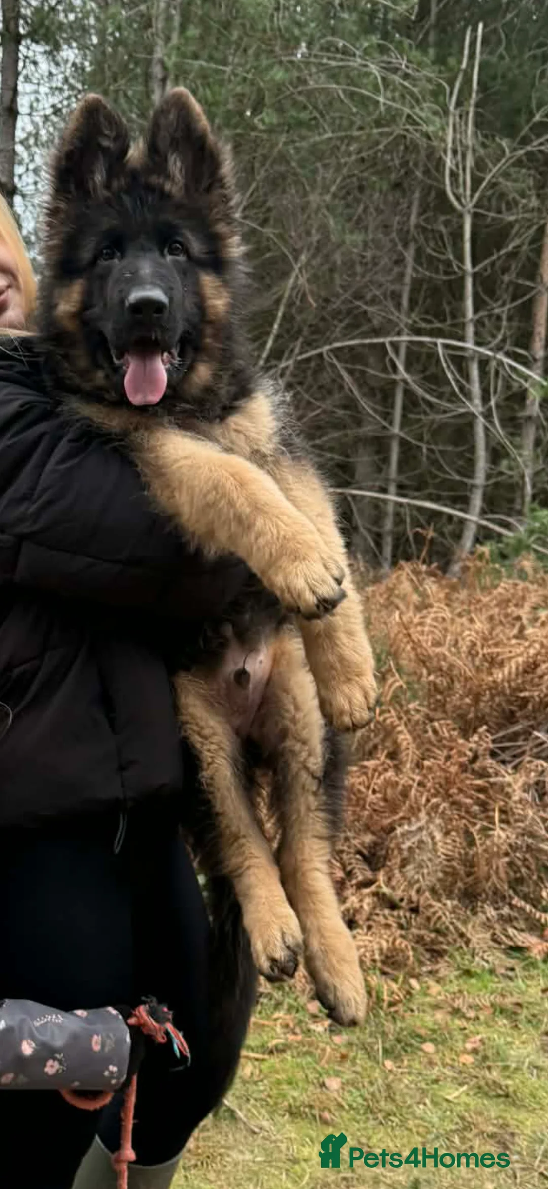 German Shepherd dogs for sale: 5 month old GSD  - Advert 4