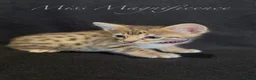 Savannah cats for sale: Exceptional Quality Tica Regist. Savannah kittns - Advert 6
