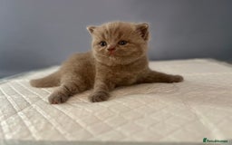 British Shorthair cats for sale: 🐱Adorable Rare Lilac British Shorthair Kittens - Image 5