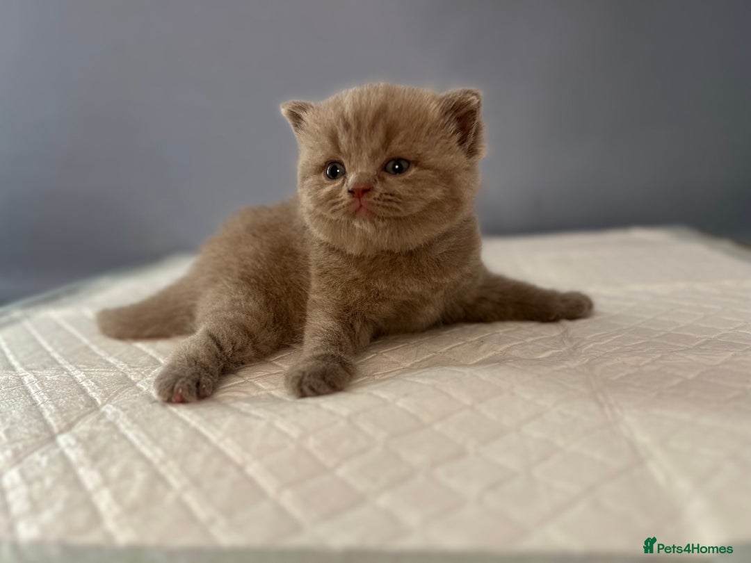 British Shorthair cats for sale: 🐱Adorable Rare Lilac British Shorthair Kittens - Image 5
