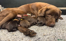 Labrador Retriever dogs for sale: Kennel Club Reg Chocolate Labrador puppies  - Image 5