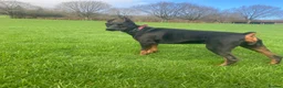 Dobermann dogs for sale: Doberman puppies waiting list  in Teignmouth - Advert 5