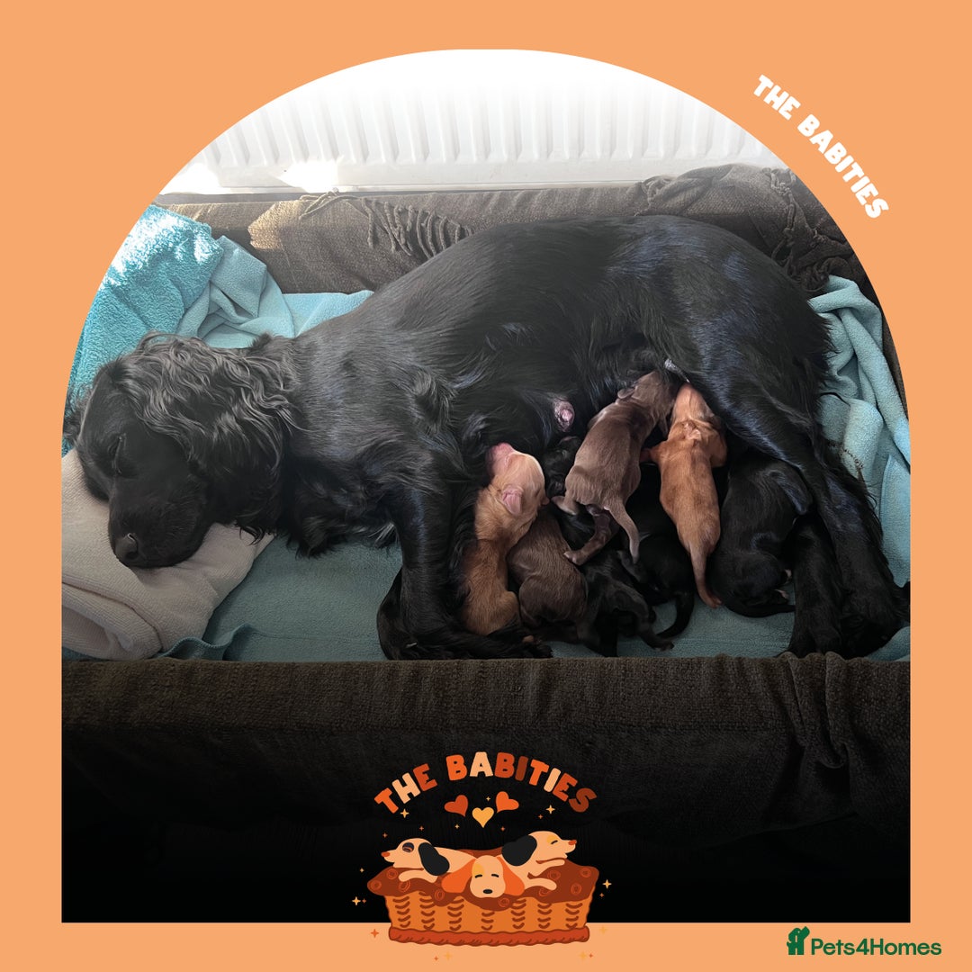 Cocker Spaniel dogs for sale: Working Cocker Spaniels Puppies for sale  - Advert 1