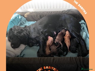 Cocker Spaniel dogs Working Cocker Spaniels Puppies for sale - Advert 1