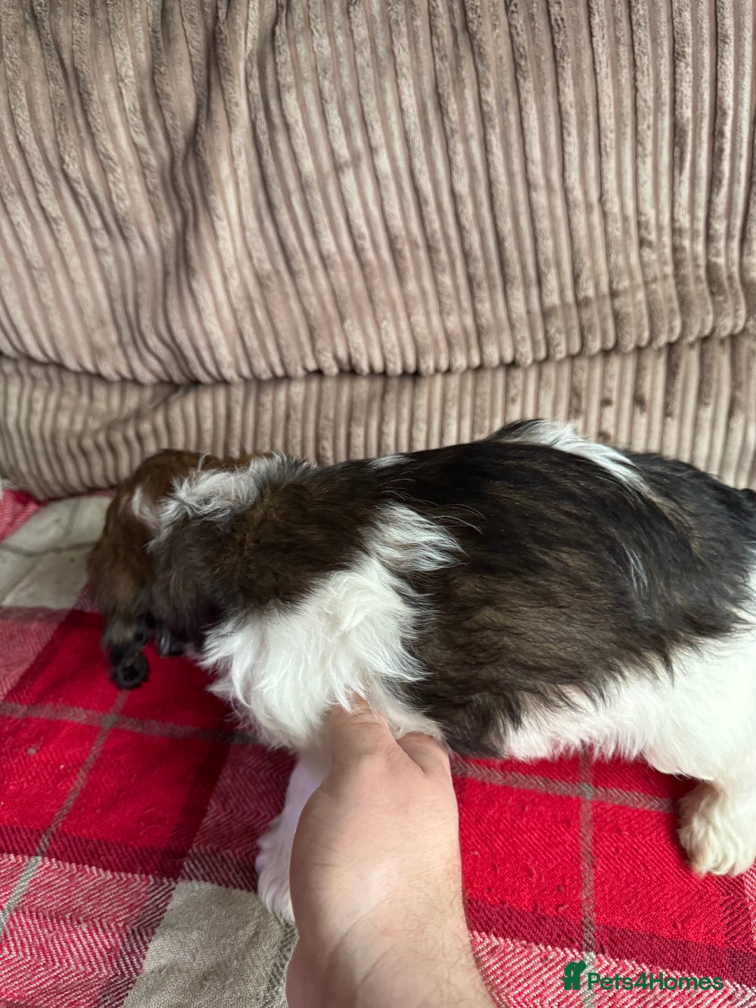 Mixed Breed dogs for sale: 7 Spinger cross Shihpoo puppies - Advert 15