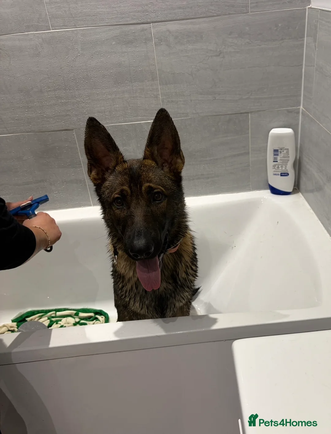 German Shepherd dogs for sale: German shepherd Czech working line  - Advert 19