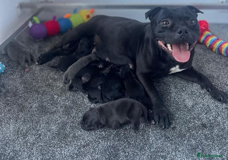 Staffordshire Bull Terrier dogs Blue Brindle Staffordshire bull terrier Puppies - Advert 1