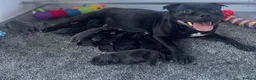 Staffordshire Bull Terrier dogs for sale: Blue Brindle Staffordshire bull terrier Puppies - Advert 1