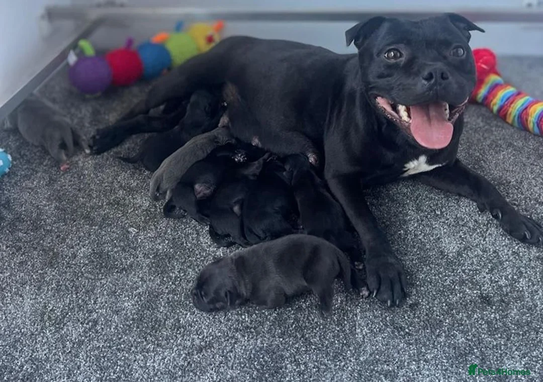 Staffordshire Bull Terrier dogs for sale: Blue Brindle Staffordshire bull terrier Puppies - Advert 1
