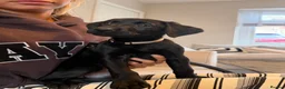 Labrador Retriever dogs for sale: Kc working Labrador retrievers  - Advert 19