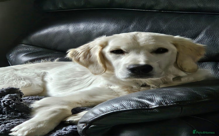 Golden Retriever dogs - Advert 1