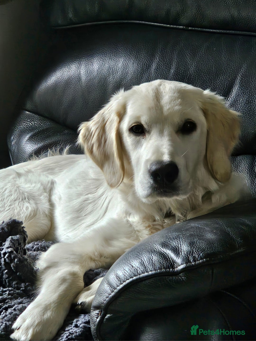 Golden Retriever dogs for sale: Flo my beautiful retriever  - Image 1