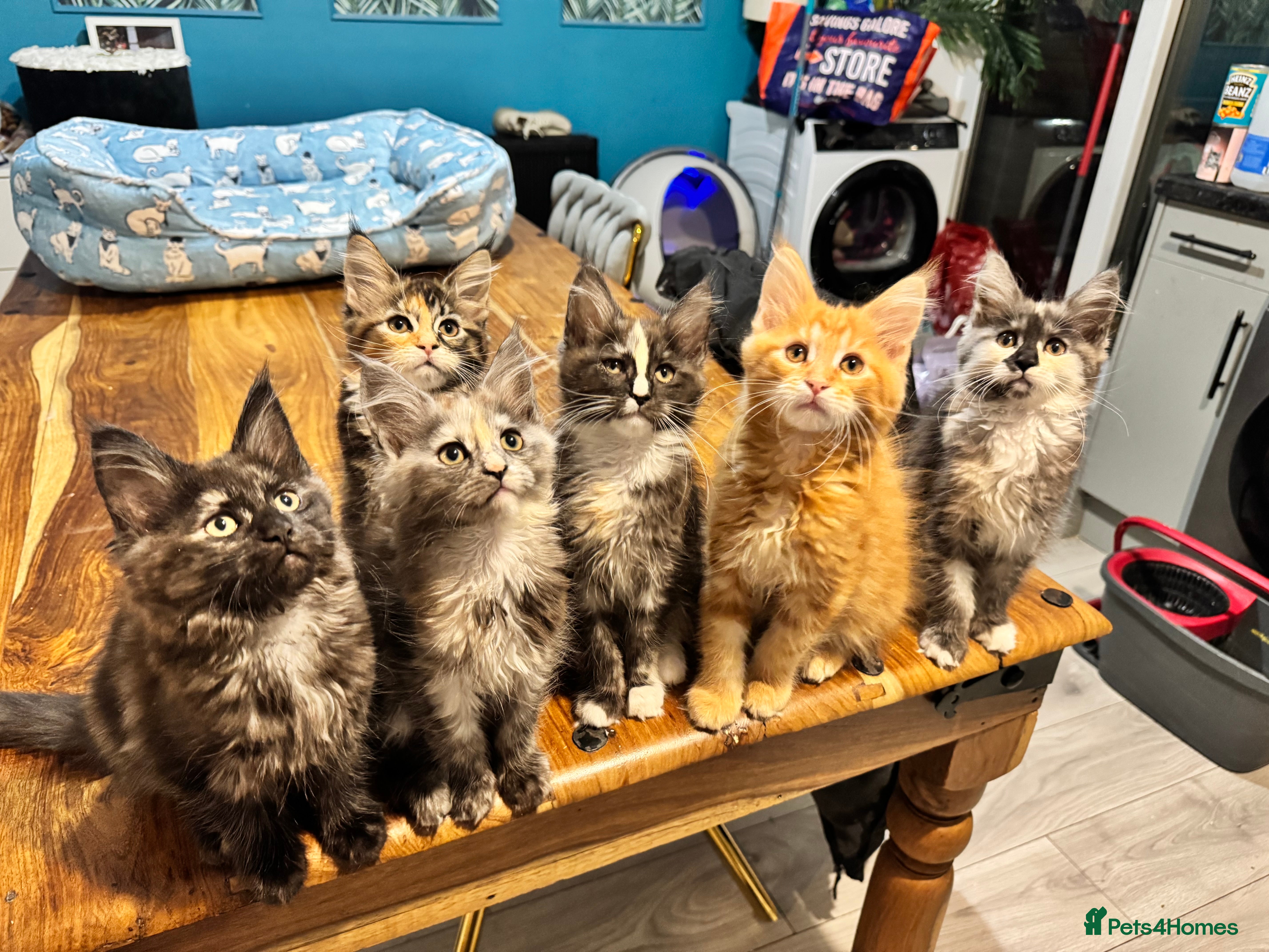 Maine Coon cats Maine coon kittens 5 girls  - Advert 4