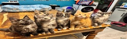 Maine Coon cats for sale: Maine coon kittens 5 girls  - Advert 1