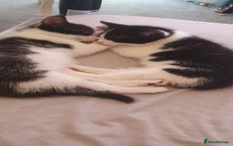 Domestic Shorthair cats for sale: One black/white kitten - Image 2
