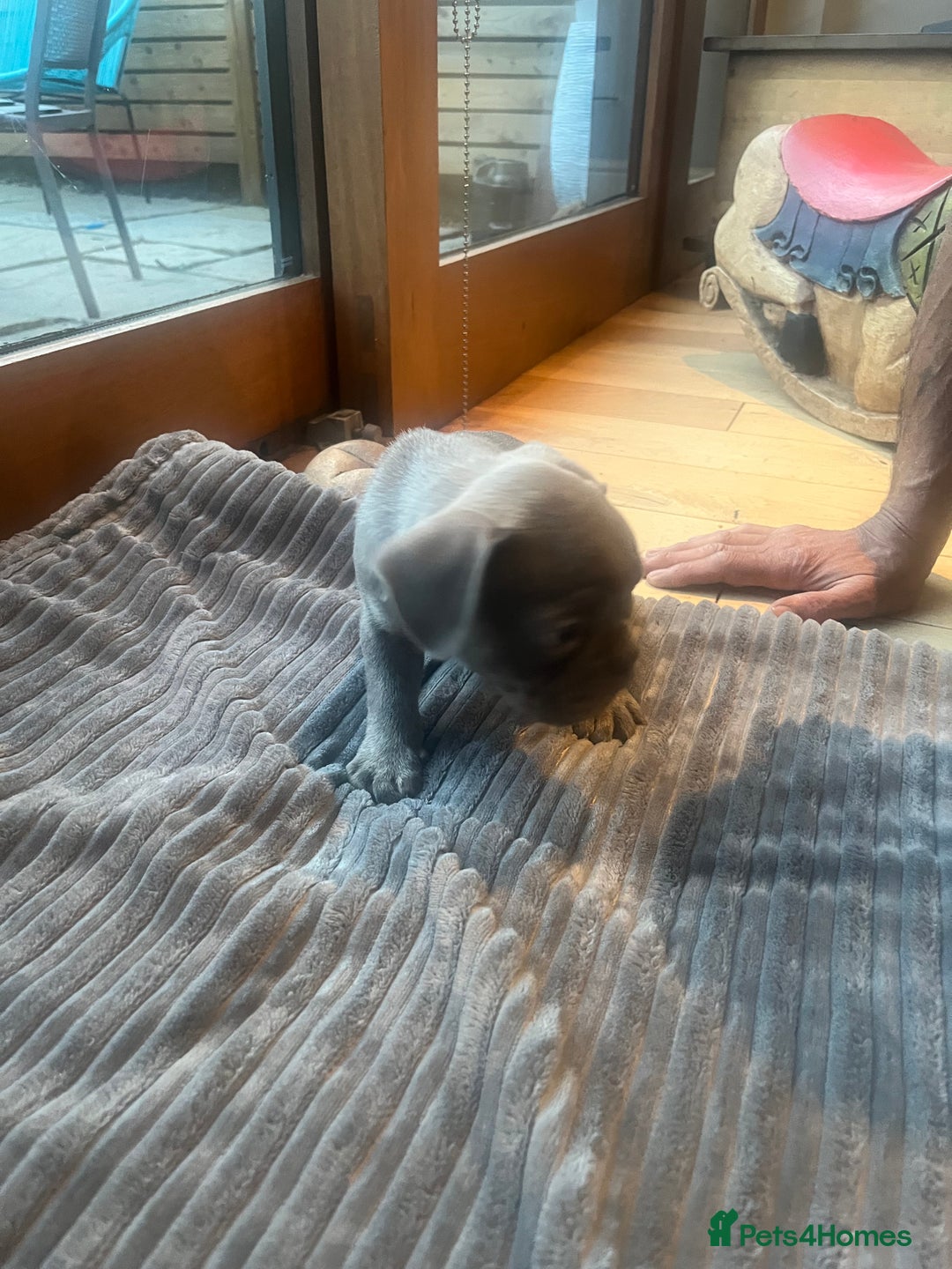 French Bulldog dogs for sale: French bull dog puppies  - Image 4