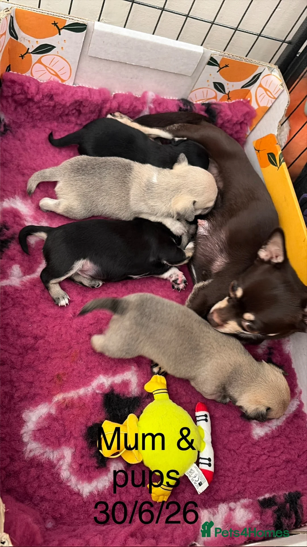 Chihuahua dogs for sale: Beautiful Pedigree Chihuahua Puppies,2 Boys2 Girls - Advert 20