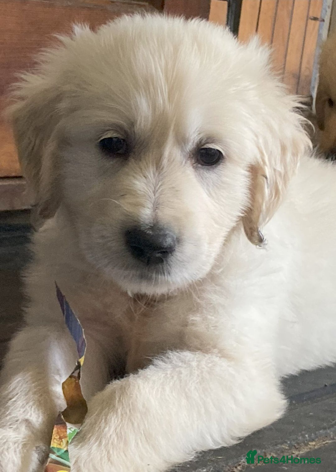 Golden Retriever dogs for sale: Fyffrind Meadow (Miss Purple)  - KC Reg. Goldies from a 5 Star Registered Breeder  - Image 19