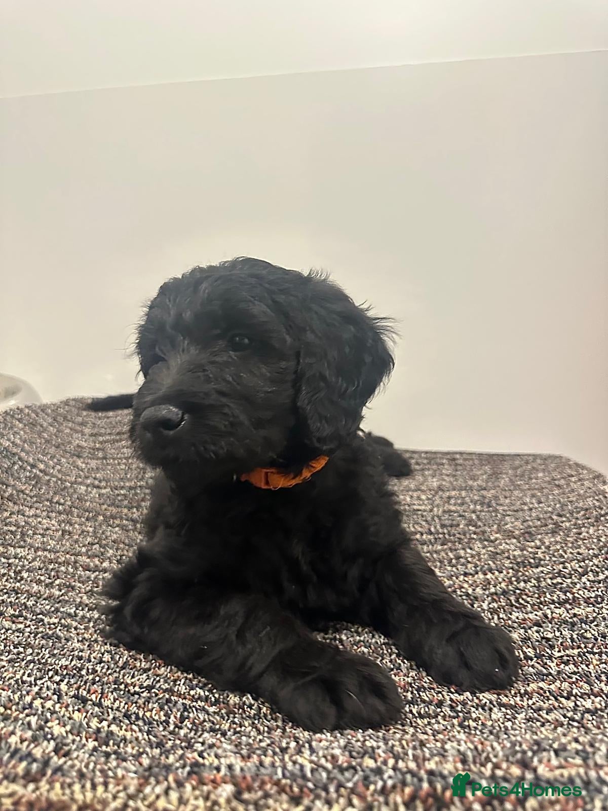 Goldendoodle dogs Stunning Goldendoodle Puppies - Advert 6