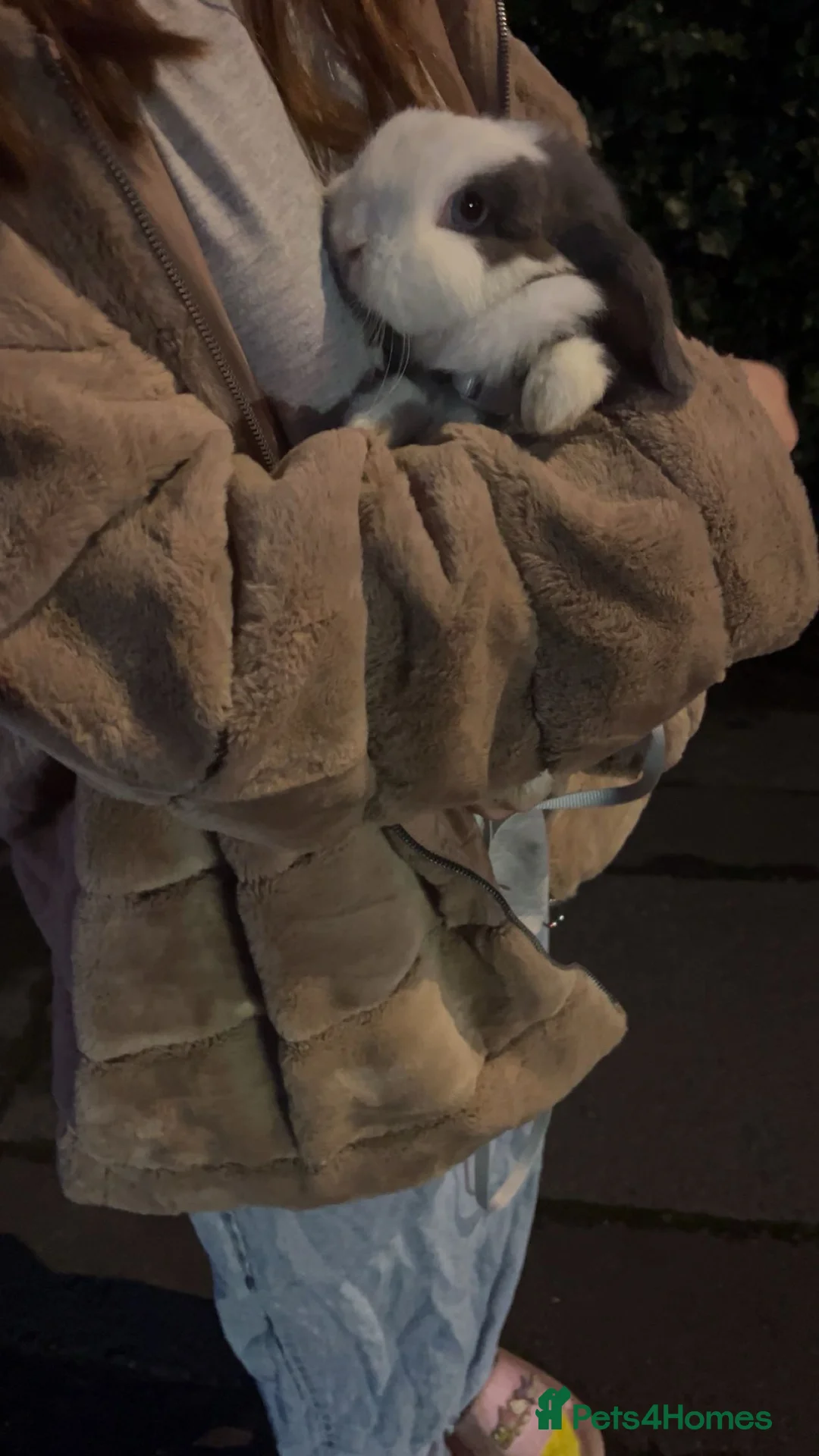 Mini Lop rabbits for sale: These 6 mini lops are in need of a new home - Advert 3