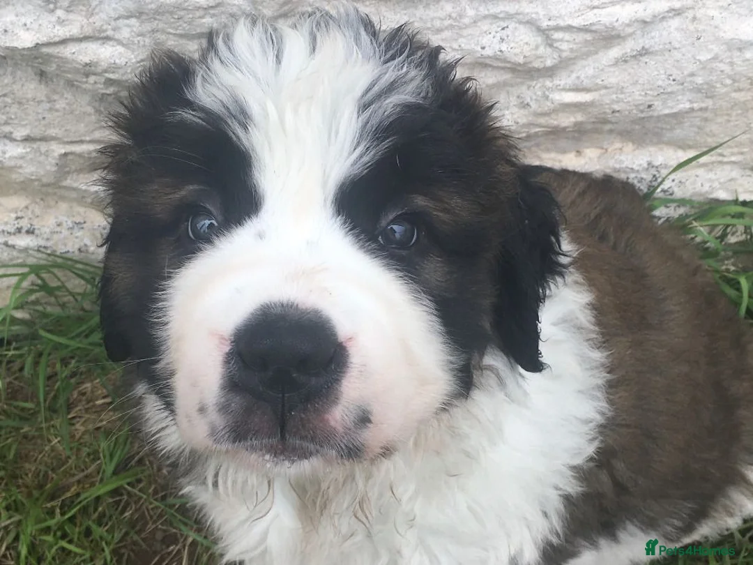 Saint Bernard dogs for sale: Rough Coated Pure St. Bernard  pups - Advert 10