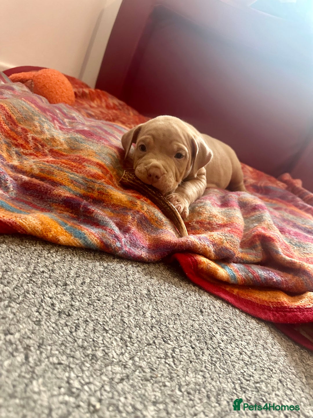 American Bully dogs for sale: Reduced pocket bully’s. Ready to leave! - Image 10