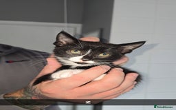 Mixed Breed cats for sale: 8 Kittens looking for their forever homes! - Image 4