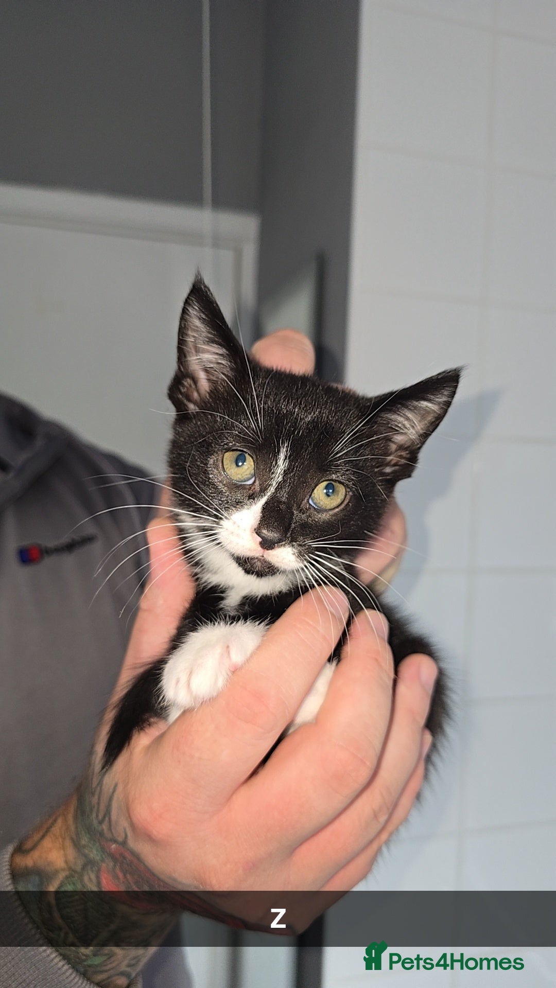 Mixed Breed cats for sale: 8 Kittens looking for their forever homes! - Image 4