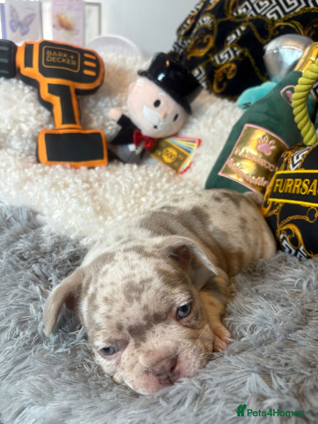 French Bulldog dogs for sale: Stunning Newshade French Bulldog Puppies - Image 24