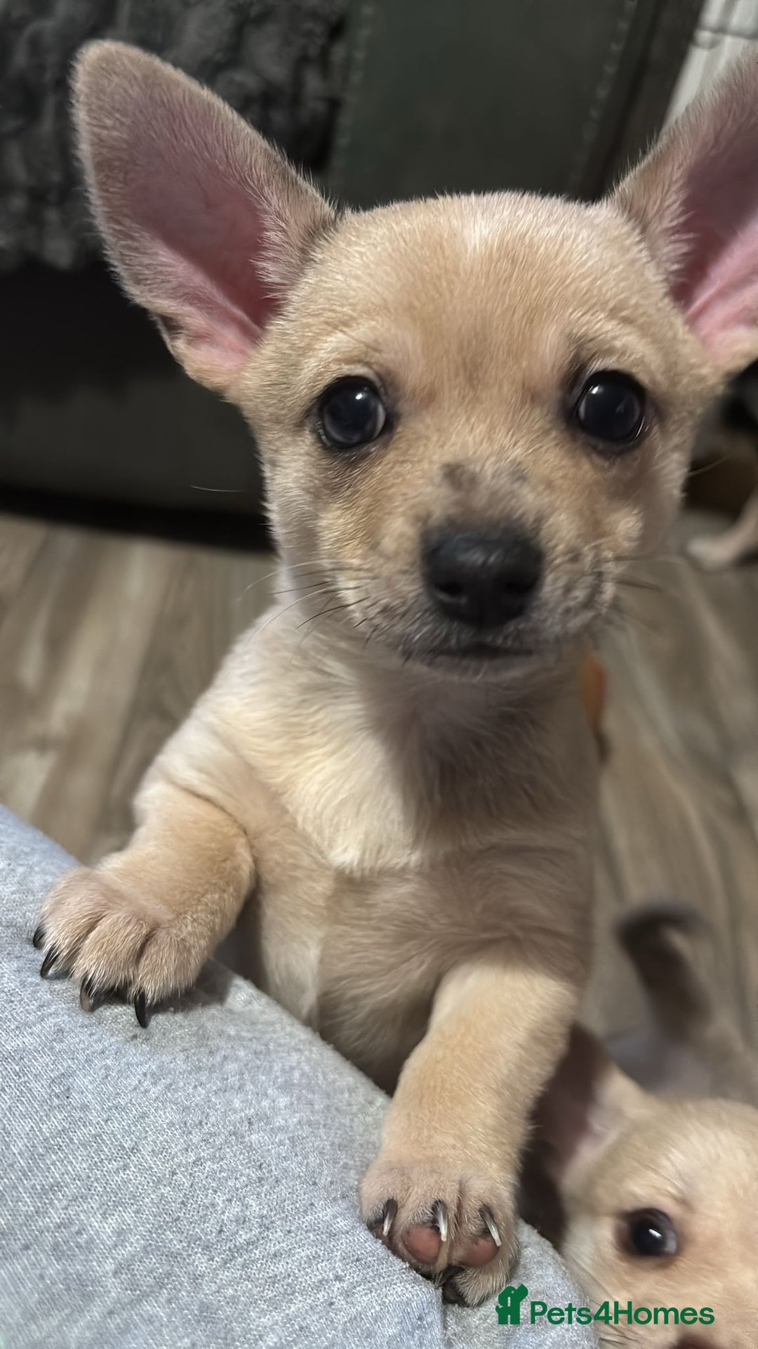 Chihuahua dogs for sale: STUNNING SMOOTH COAT CHIHUAHUA PUPPIES  - Advert 5