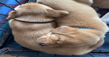Labrador Retriever dogs - Advert 10