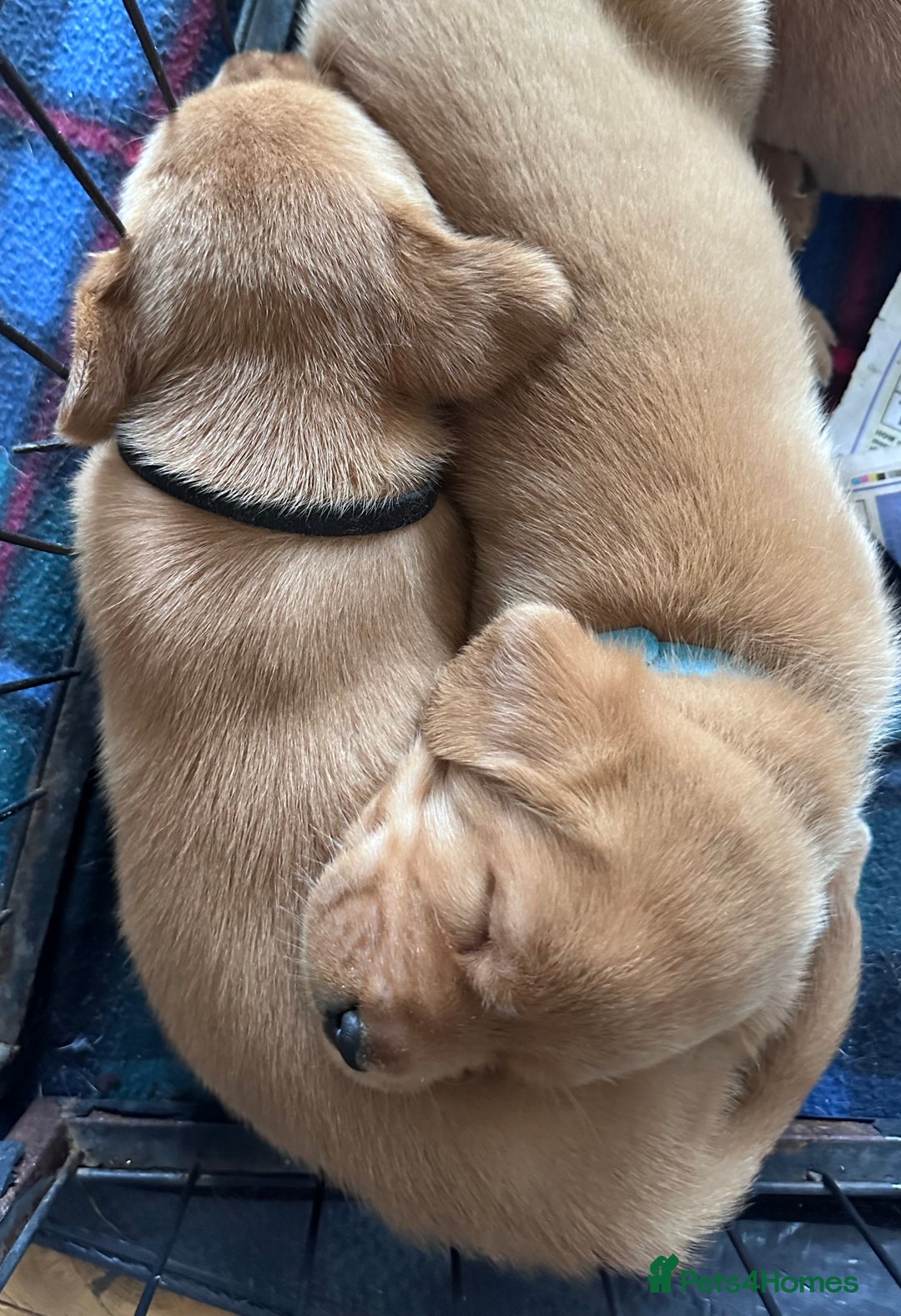 Labrador Retriever dogs for sale: Excellent Labrador puppies for sale - Image 2