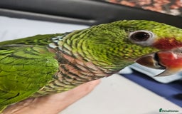 Parrots birds for sale: Vinaceous Breasted Amazon - Image 7