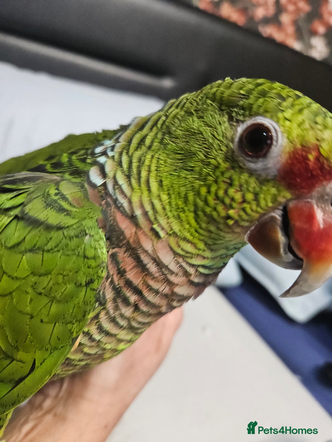 Parrots birds for sale: Vinaceous Breasted Amazon - Image 7