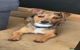 Jack Russell dogs for sale: Beautiful, Silver ,Merle Jack Russel  - Image 1