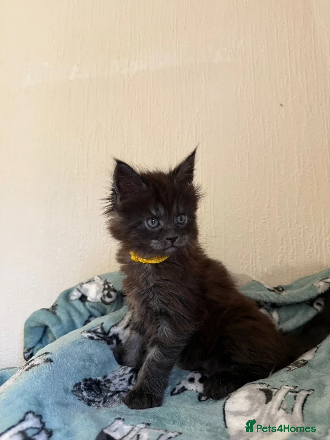 Maine Coon cats for sale: Pedigree Tica Russian Import line Maine Coons - Advert 4