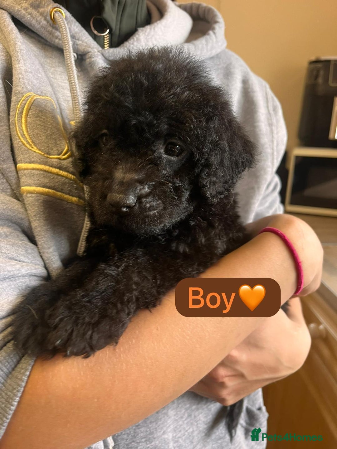 Labradoodle dogs for sale: Gorgeous labradoodle puppies  - Image 5