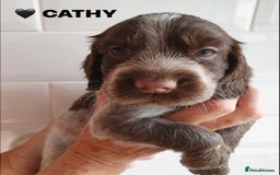 Cocker Spaniel dogs for sale: Stunning Blue/Liver Roan Cocker Spaniels Puppies  - Image 6