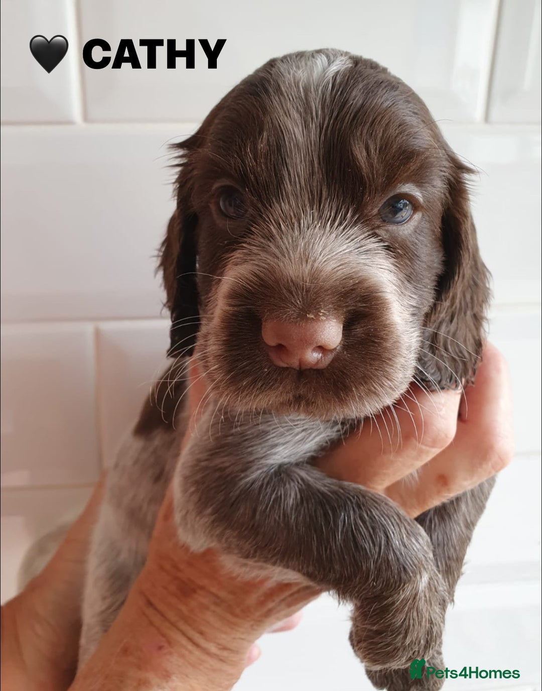 Cocker Spaniel dogs for sale: Stunning Blue/Liver Roan Cocker Spaniels Puppies  - Image 6