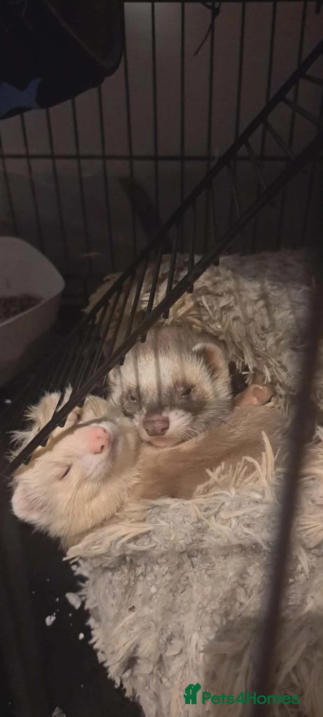 Ferret rodents for sale: Two male ferrets for sale  in Fort Augustus - Advert 3