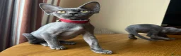 Devon Rex cats for sale: Solid blue pedigree kittens available  - Advert 12