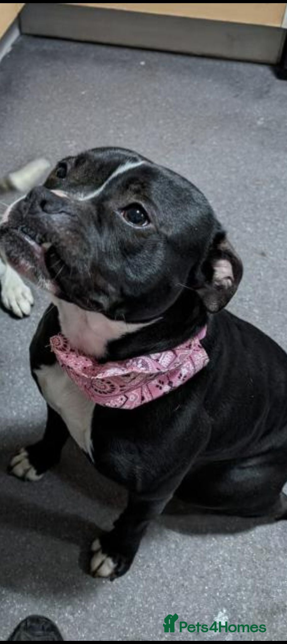 Staffordshire Bull Terrier dogs Male staffy  - Advert 1
