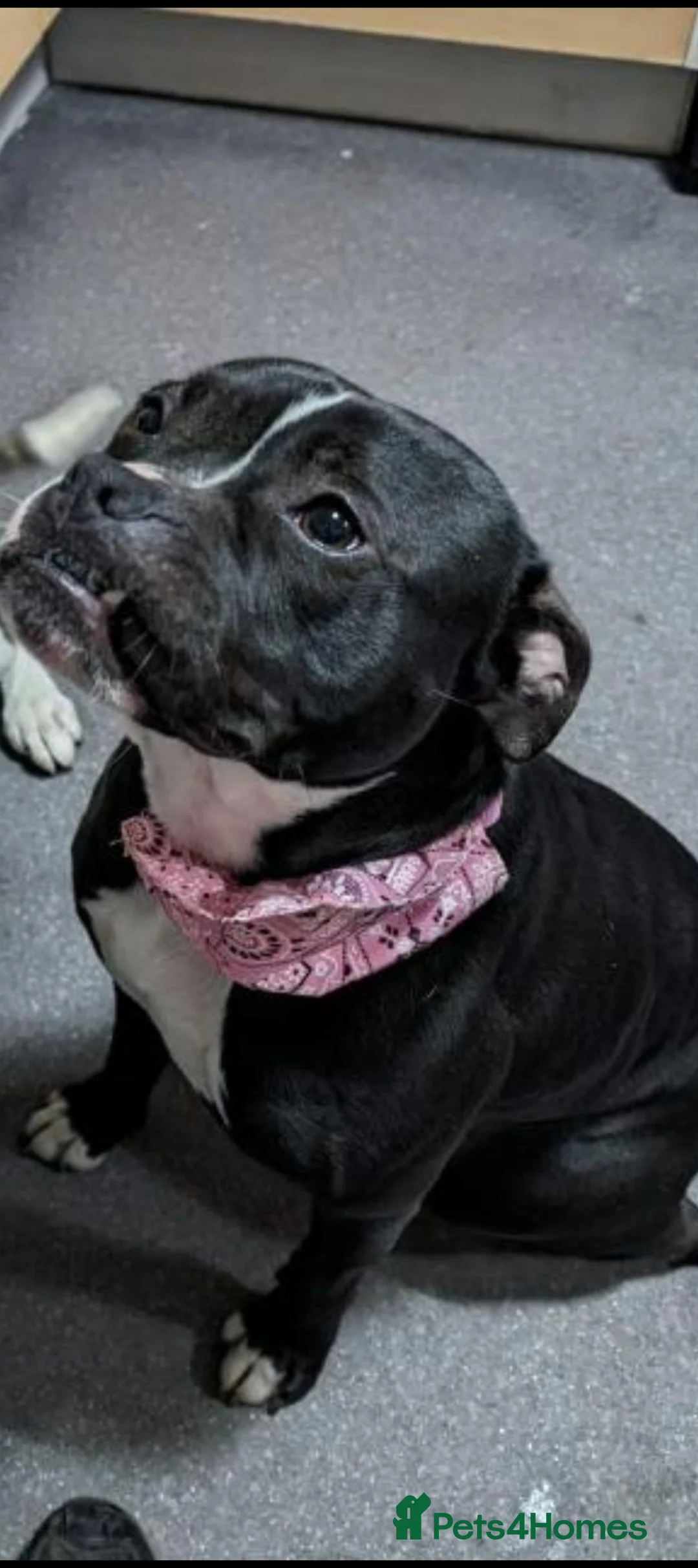 Staffordshire Bull Terrier dogs for sale: Male staffy  in Birmingham - Advert 1