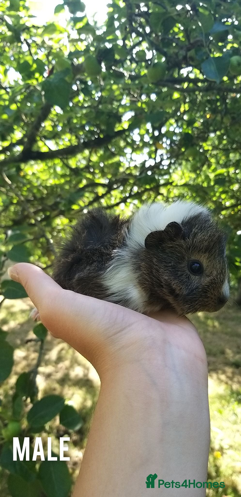 Guinea Pig rodents baby guinea pigs for sale - Advert 2