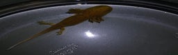 Other/Mixed Breed fish for sale: Axolotls babies gold and copper  - Advert 8
