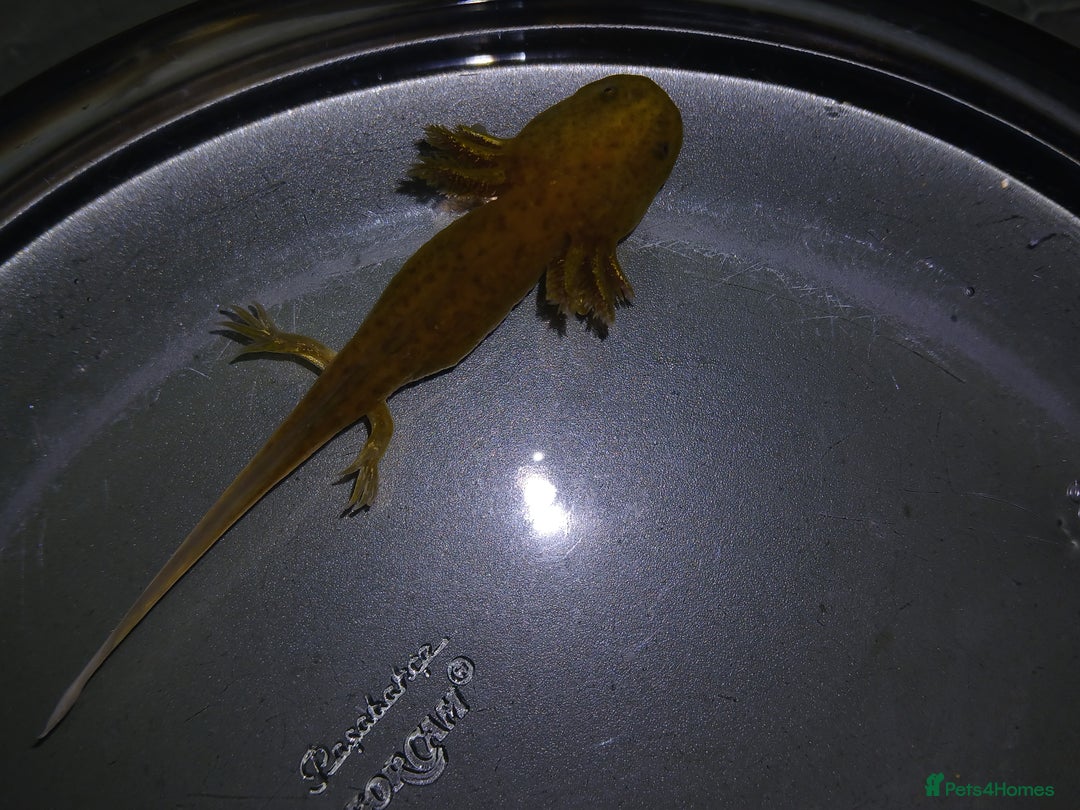 Other/Mixed Breed fish for sale: Axolotls babies gold and copper  - Advert 8