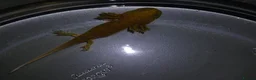 Other/Mixed Breed fish for sale: Axolotls babies gold and copper  - Advert 9