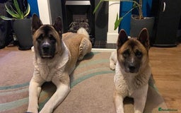 Akita dogs for sale: Luna! - Image 7