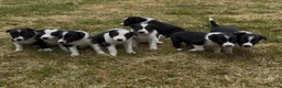Border Collie dogs for sale: Border collie puppies for sale in Ashby-de-la-Zouch - Advert 2